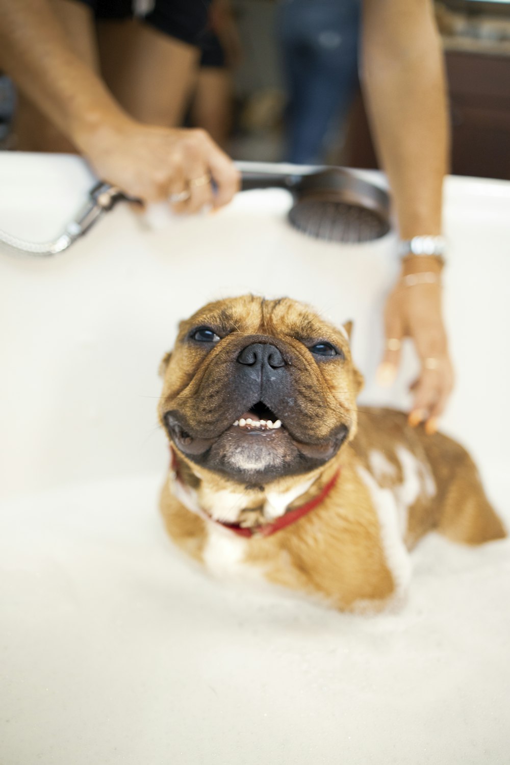 A happy dog being bathed at a groomer